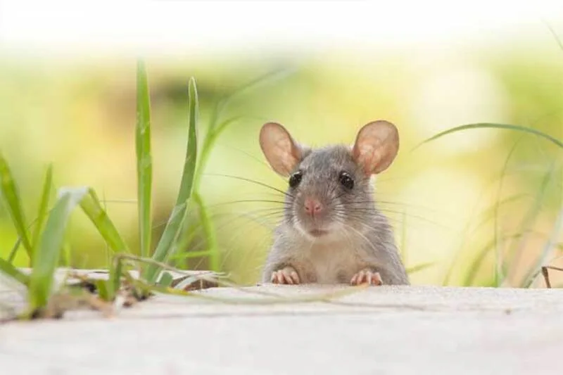 Nhiều người tìm hiểu giấc mơ thấy chuột để lý giải cảm xúc và những tín hiệu trong tiềm thức.